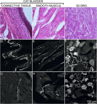 Safety and efficacy of intravesical instillation of resiniferatoxin in healthy cats: A preliminary study